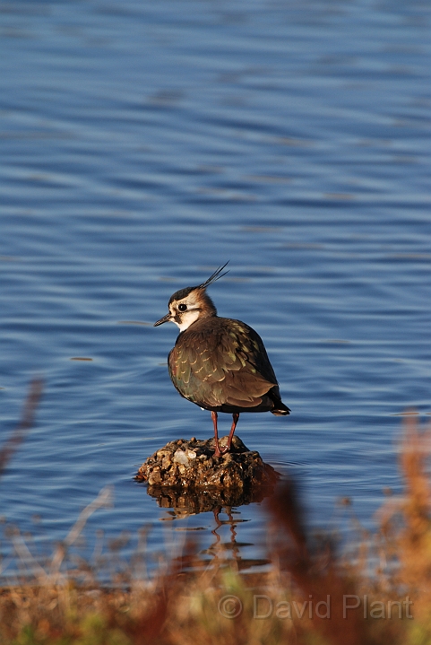 Lapwing - C.JPG - Lapwing on a rock - Norfolk